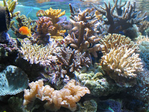 L'acquario di Marco Negro