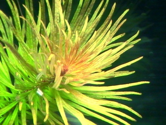 Ludwigia Inclinata Verticillata var. Cuba