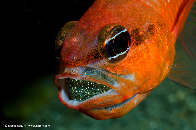 Pesce marino Apogon imberbis