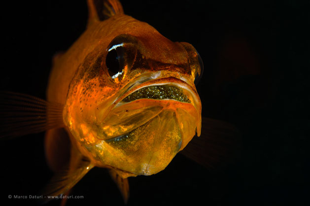 Pesce marino Apogon imberbis