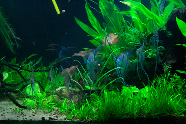 L'acquario di Davide Lupini