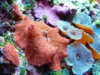 Corallo molle Discosoma