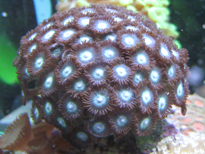 corallo molle zoanthus