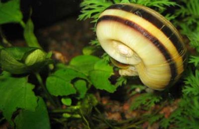 Lumache acquario dannose Marisa cornuarietis