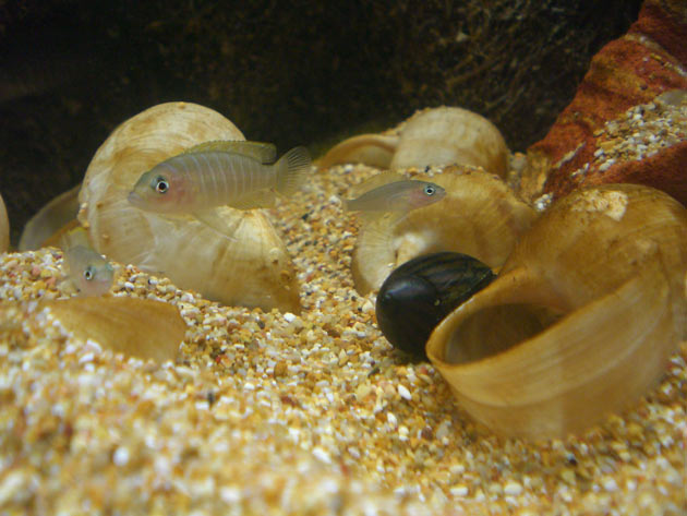 Pesce dolce Lamprologus similis