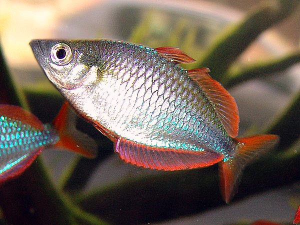 Melanotaenia praecox