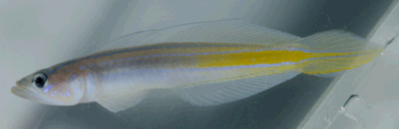 Microgobius Carri