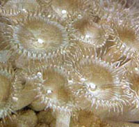 zoantiniari Palythoa