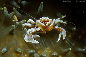 anemoni con granchio