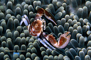 anemoni con granchio