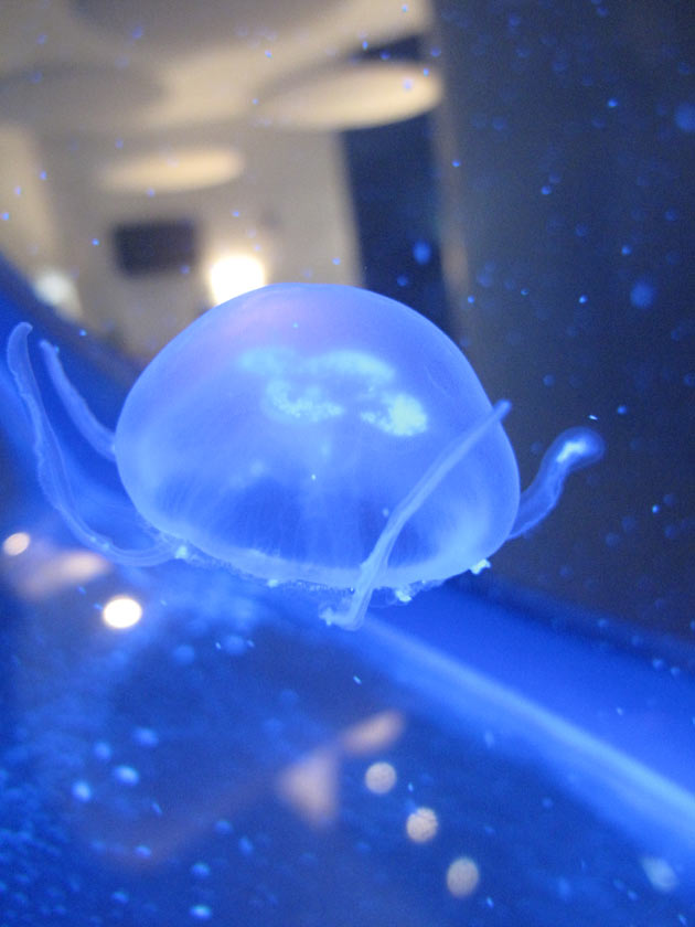 Blu medusa Aurelia aurita