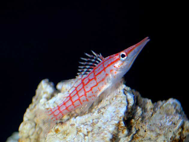 Pesce marino Oxycirrhites typus