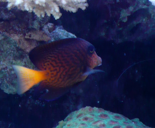 Ctenochaetus hawaiiensis