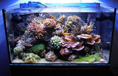 L'acquario di Davide Carlin