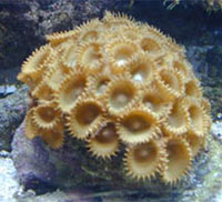 zoantiniari Palythoa zoantiniari Palythoa