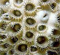 zoantiniari Palythoa