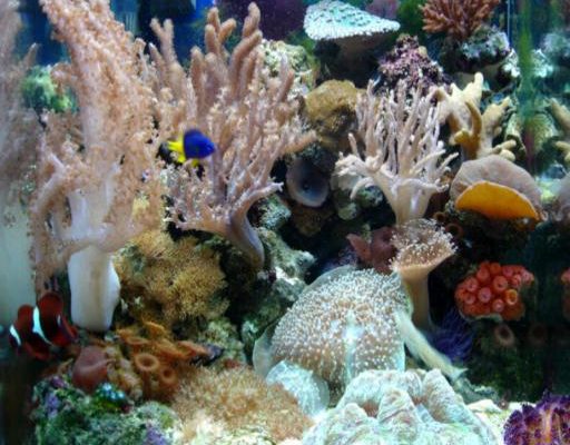 L'acquario di Ottonetti Cristian