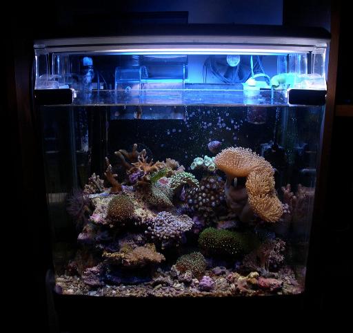 L'acquario di Curzio L'acquario di Curzio