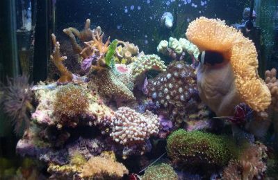 L'acquario di Curzio