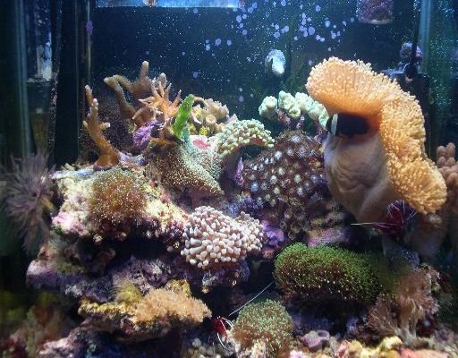 L'acquario di Curzio