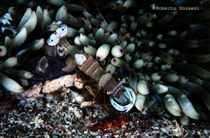 anemoni con gamberetto