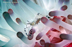 anemoni con gamberetto