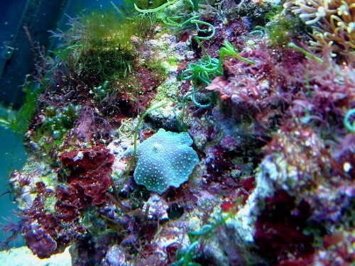 alghe in un nanoreef
