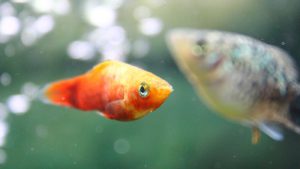 platy in acquario, xiphophorus maculatus