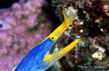 rinomurena, pesce tropicale in acquario acqua salata