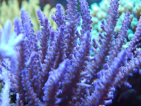 Corallo Sps Acropora