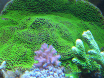 Corallo SPS Montipora