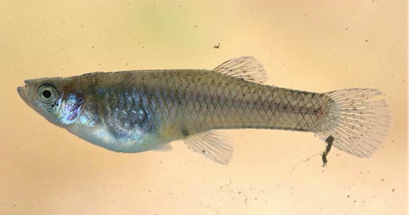 Gambusia affinis