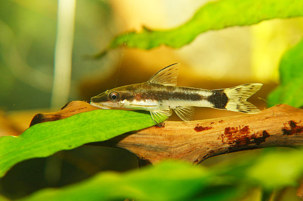 Otocinclus macrospilus Eigenmann & Allen, 1942