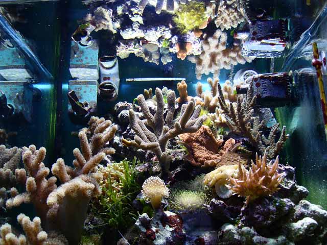 L'acquario di Stefano Ventilati L'acquario di Stefano Ventilati