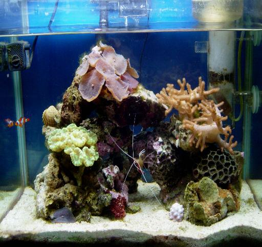 L'acquario di Alessandro Agostini L'acquario di Alessandro Agostini