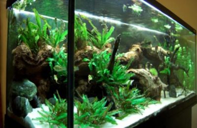 acquario di Mauro Martinelli