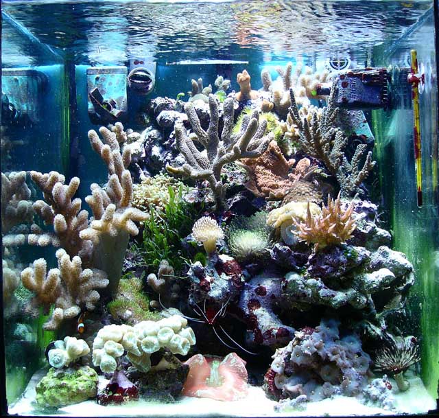 L'acquario di Stefano Ventilati L'acquario di Stefano Ventilati