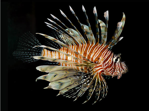 Pesce marino Pterois volitans