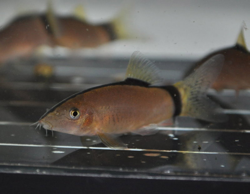 Yasuhikotakia Morleti