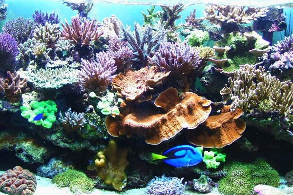 L'acquario di Bottiglioni Andreè