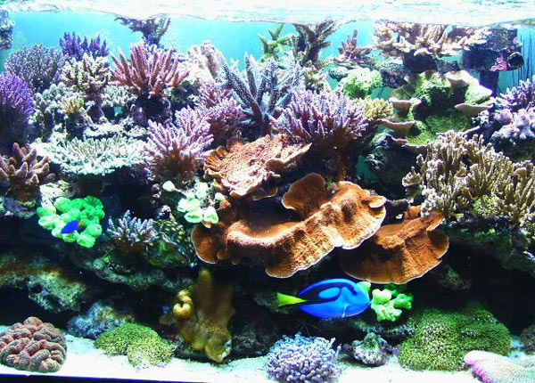 L'acquario di Bottiglioni Andreè L'acquario di Bottiglioni Andreè