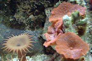 invertebrati nei nanoreef