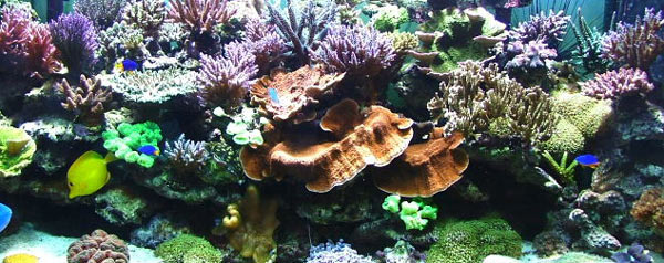 L'acquario di Bottiglioni Andreè L'acquario di Bottiglioni Andreè