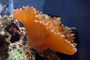 invertebrati nei nanoreef