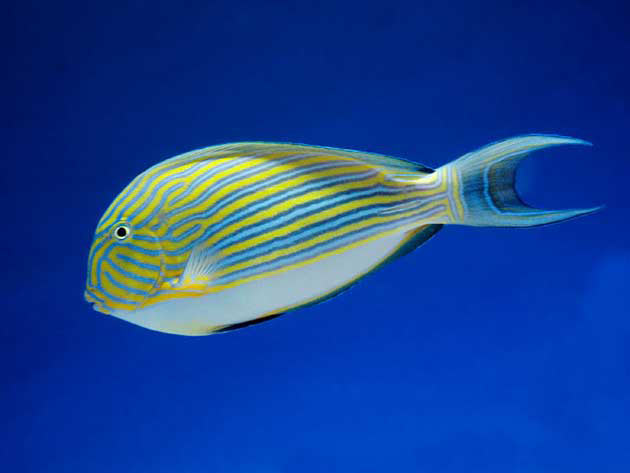 Pesce marino Acanthurus lineatus