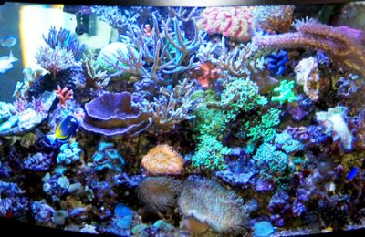 L'acquario di Vito Nicoli