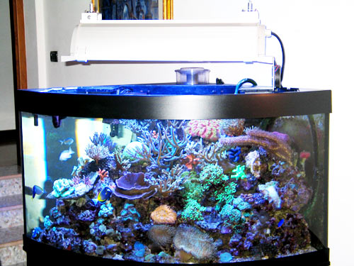 L'acquario di Vito Nicoli