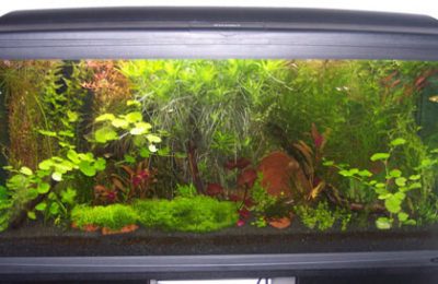 L'acquario di Giovanni Bertoletti