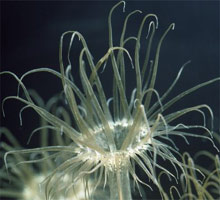 anemoni Aiptasia