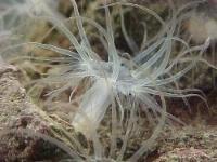 anemoni Aiptasia anemoni Aiptasia